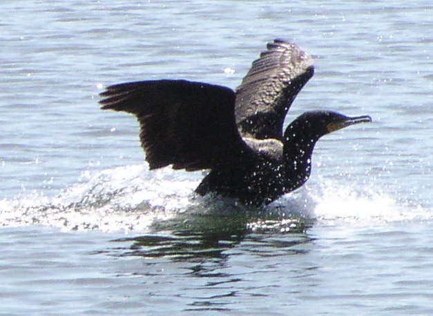 [Double-crested cormorant]