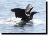 [ Double-crested cormorant ]