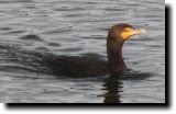 [ Double-crested cormorant ]