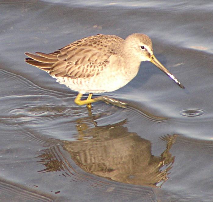 [Dowitcher]