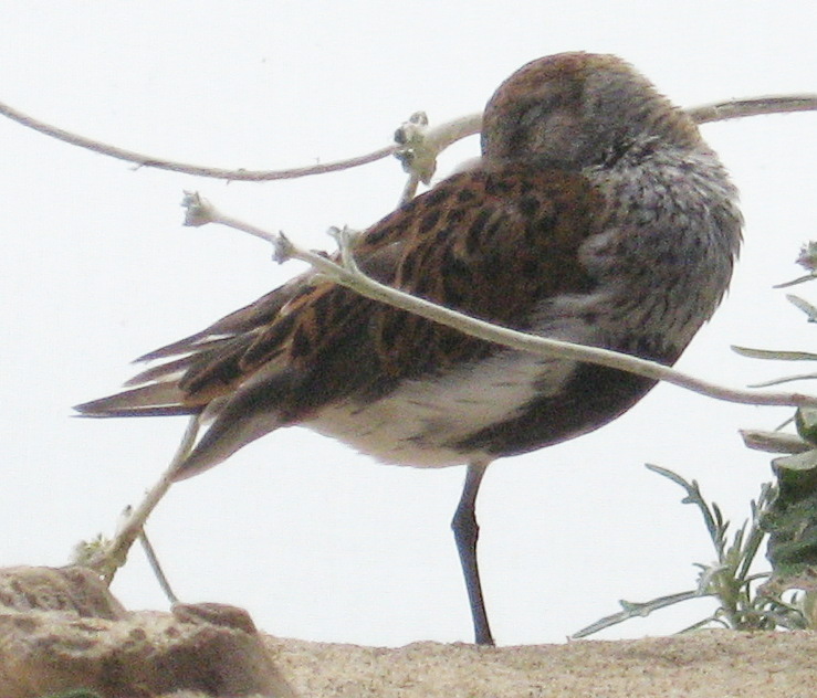 [Dunlin]