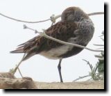 [ Dunlin ]