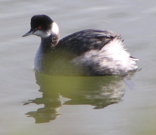 [Eared grebe]