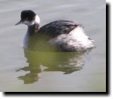 [ Eared grebe ]