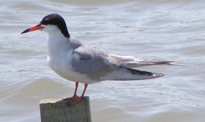 [Forster's tern]