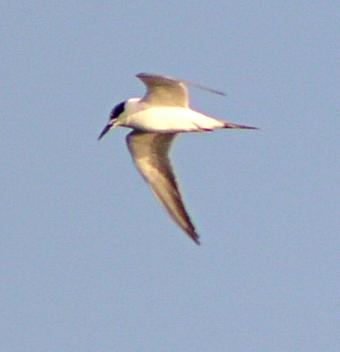 [Forster's tern]