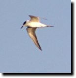 [ Forster's tern ]