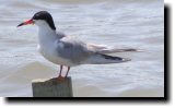 [ Forster's tern ]