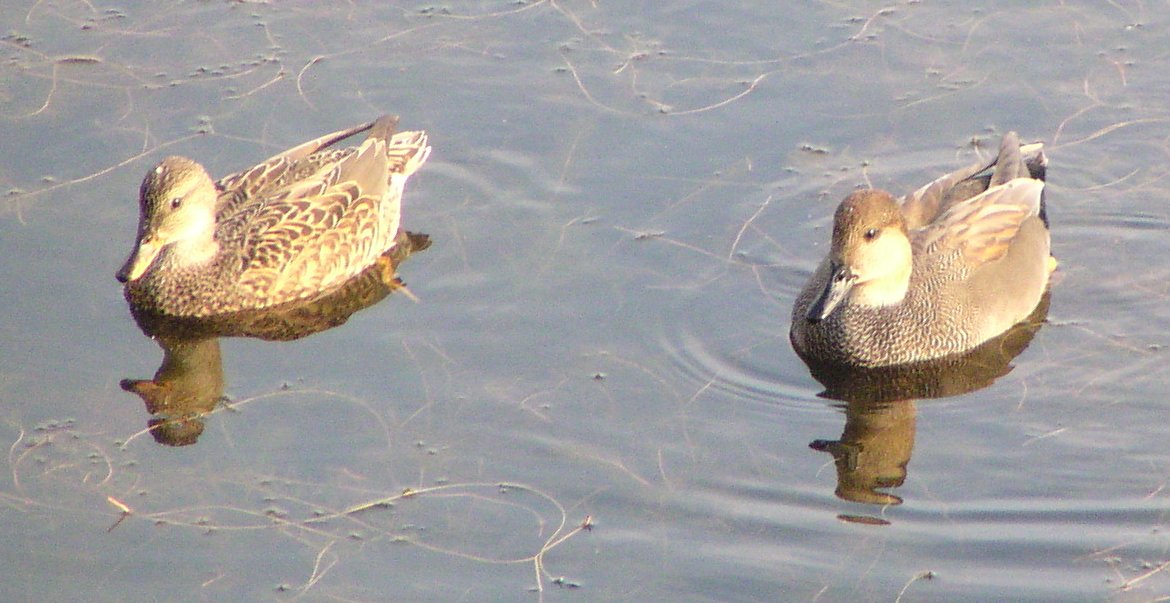 [Gadwall]