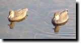 [ Gadwall ]