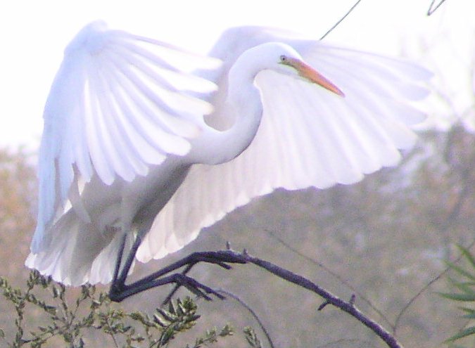 [Great egret]