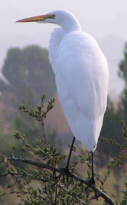 [Great egret]