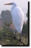 [ Great egret ]