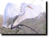 [ Great egret ]