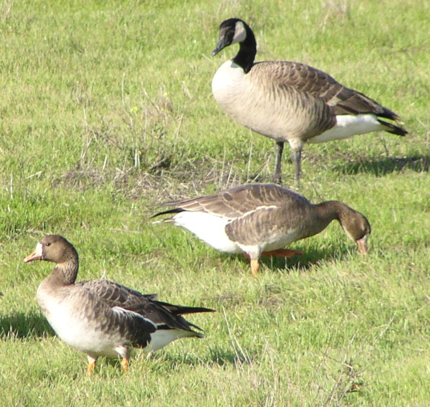 [Greater white-fronted goose]