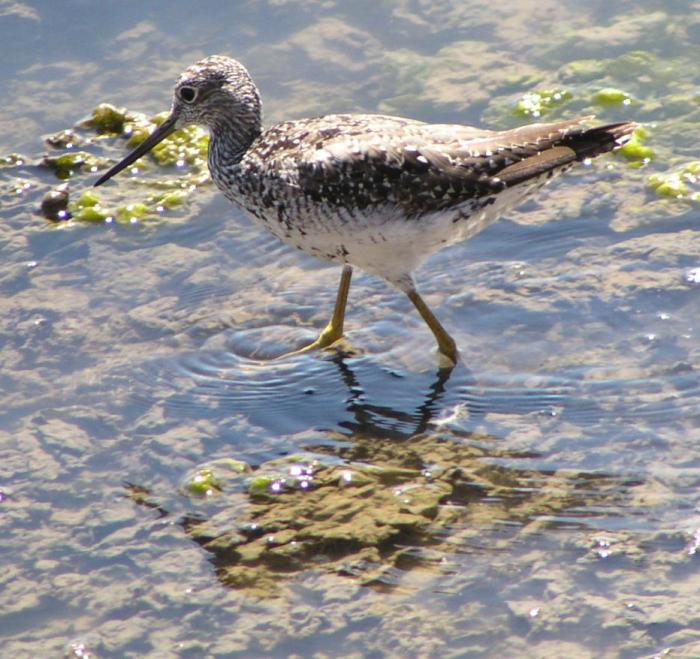 [Greater yellowlegs]