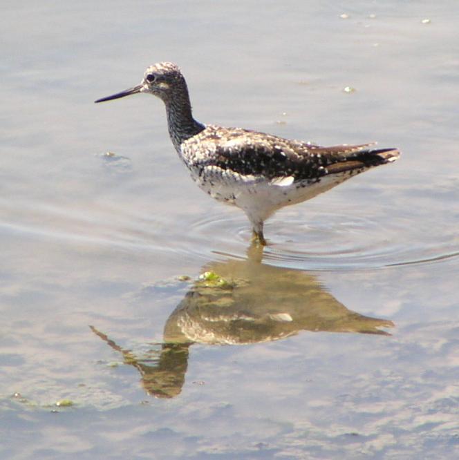 [Greater yellowlegs]