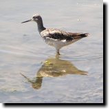 [ Greater yellowlegs ]