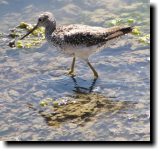 [ Greater yellowlegs ]