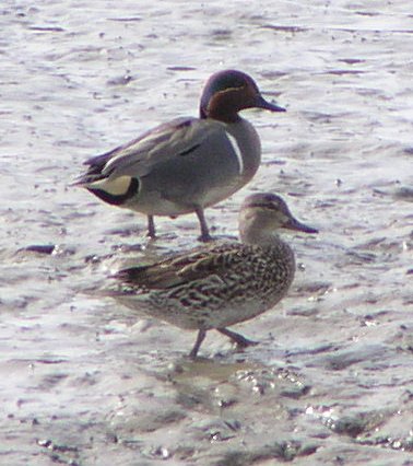 [winged teal]