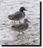 [ winged teal ]