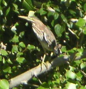 [Green heron]