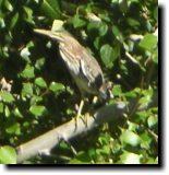 [ Green heron ]