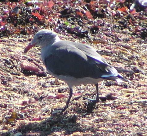 [Heerman's gull]