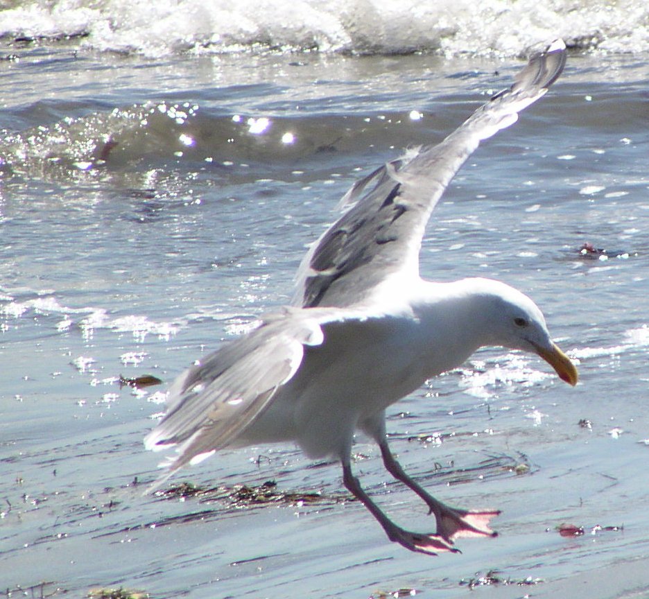 [Herring gull]