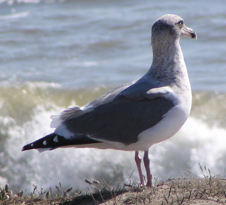 [Herring gull]