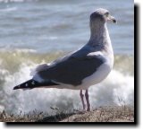 [ Herring gull ]