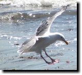 [ Herring gull ]