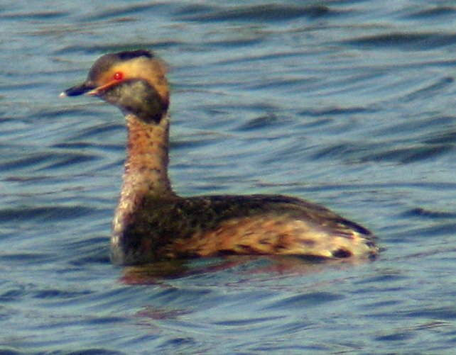 [Horned grebe]