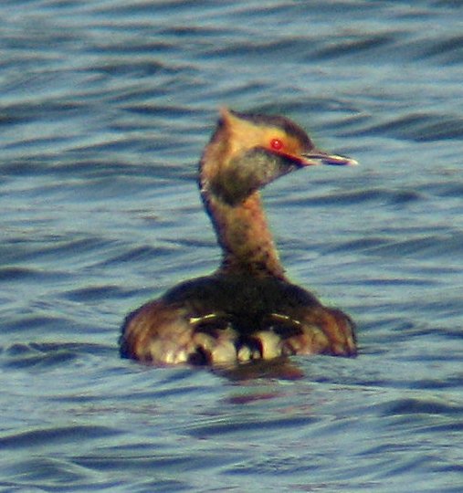 [Horned grebe]