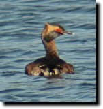 [ Horned grebe ]