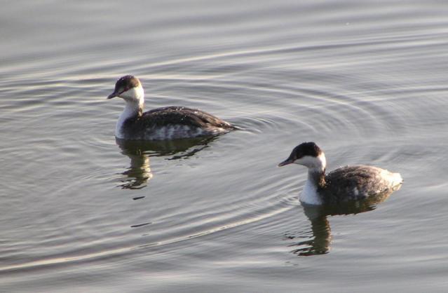 [Horned grebe]