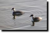 [ Horned grebe ]