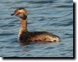 [ Horned grebe ]