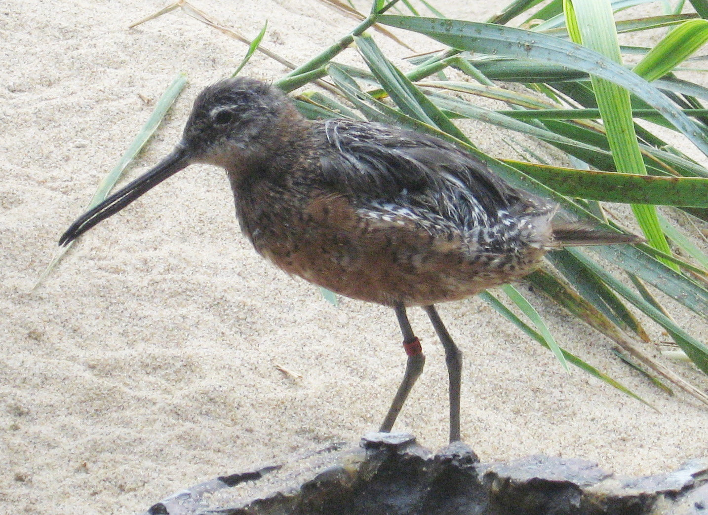 [Hudsonian godwit]