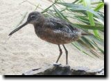 [ Hudsonian godwit ]