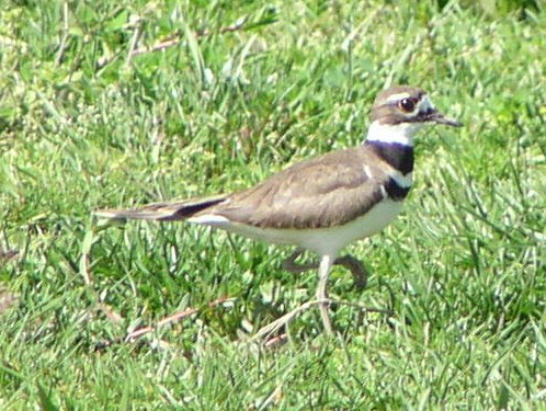 [Killdeer]