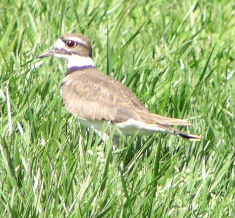 [Killdeer]