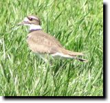 [ Killdeer ]