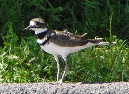 [Killdeer]