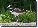 [ Killdeer ]