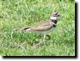 [ Killdeer ]