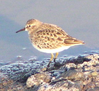 [Least sandpiper]