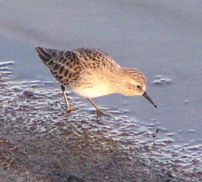 [Least sandpiper]