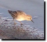 [ Least sandpiper ]