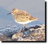 [ Least sandpiper ]